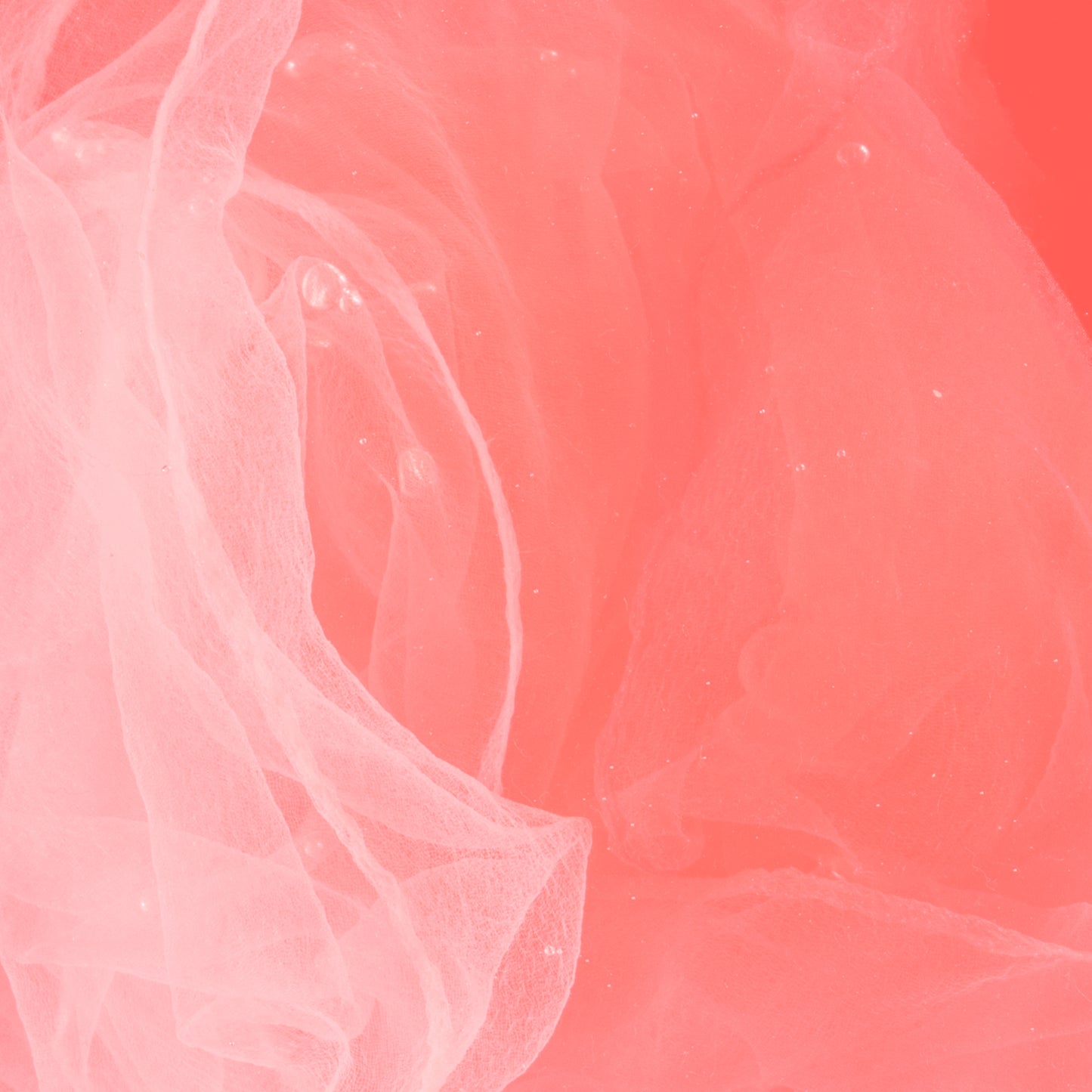 Find Freedom - Queen Coral